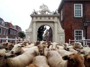 schapen poort