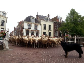 schapen rap