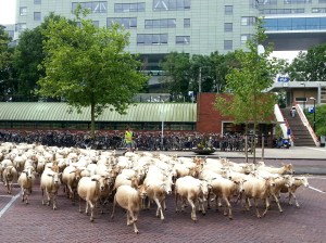 schapen ROC