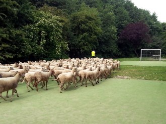 schapen voetbal