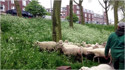 Stadsschapen in Spangen