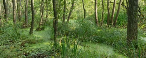 Moerasbos   (bron: nlwandel.nl)